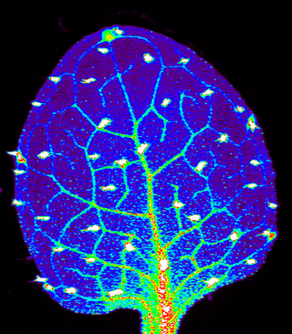 Illustration for article titled These Science Photos Are So Beautiful They're Basically Art